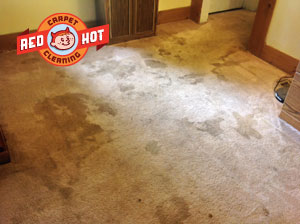 Carpet Cleaning Dog Pet Stains - Red Hot Carpet Cleaning - Howard PA