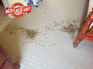 Spot and Stain Removal - Carpet Cleaning - Bellefonte, PA