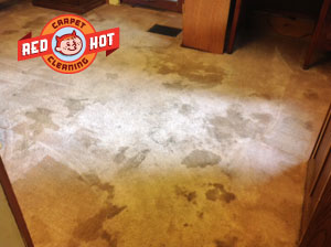 Pet Stain Removal - Carpet Cleaning - Howard, PA