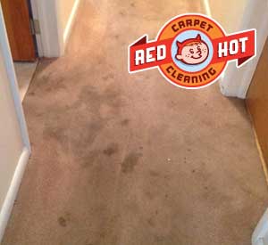 Pet Odor Stain Removal - Red Hot Carpet Cleaning - State College, PA