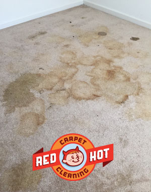 Pet Odor Stain Removal - Red Hot Carpet Cleaning - State College, PA